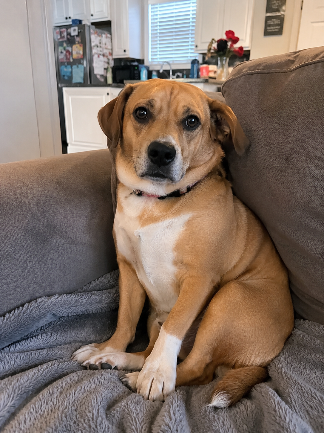 Delphine's dog